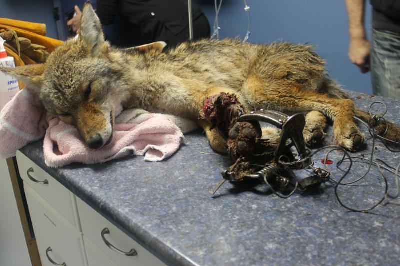 Coyote-Caught-Trap-on-Table-by-Critter-Care-Wildlife-Society